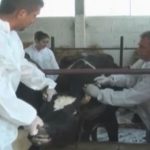 “Shpërthen” dermatoza në Gjirokastër, ngordhin mbi 30 lopë