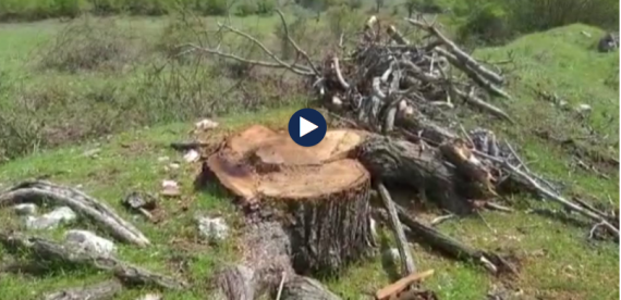 Prerja e pemëve në Zagori, ndjekje penale kompanisë private (VIDEO) Prerja e pemëve në Zagori, ndjekje penale kompanisë private (VIDEO)